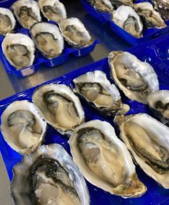 Oyster trays blue